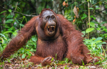 Wall Mural - a close up portrait of the bornean orangutan (pongo pygmaeus) with open mouth. wild nature. central 