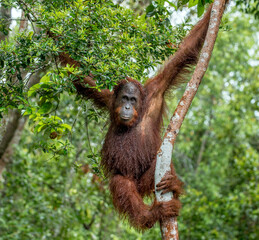 Wall Mural - bornean orangutan on the tree under rain in the wild nature. central bornean orangutan ( pongo pygma