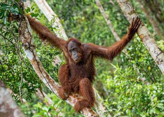 Wall Mural - bornean orangutan on the tree under rain in the wild nature. central bornean orangutan ( pongo pygma