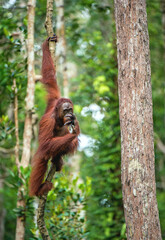 Wall Mural - young male of bornean orangutan on the tree in a natural habitat. bornean orangutan (pongo pygmaeus 