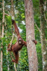 Wall Mural - young male of bornean orangutan on the tree in a natural habitat. bornean orangutan (pongo pygmaeus 