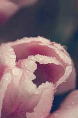 Wall Mural - Beautiful close up macro photo of pink tulip