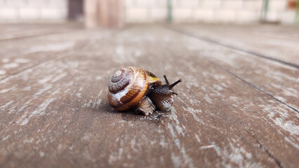 snail on lazy evening rest on the wooden terase