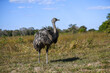 © Filip - Pantanal Ostrich