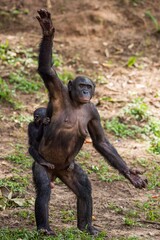 Wall Mural - chimpanzee bonobo mother with child standing on her legs and hand up. the bonobo ( pan paniscus)