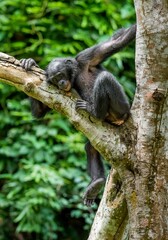 Wall Mural - the portrait of juvenile bonobo on the tree in natural habitat. green natural background. the bonobo