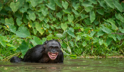 Wall Mural - The chimpanzee Bonobo bathes with pleasure and smiles. The bonobo ( Pan paniscus)