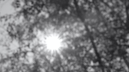 Wall Mural - black and white blurry 4k video abstract bokeh background of defocused green leaves, tree branches i