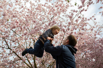 Wall Mural - Cute toddler child, boy playing happily in pink blooming sacura garden