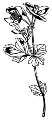 Wall Mural - Monochrome anemone multiple flower stem with leaves in vintage woodcut printing style. Single layer SVG vector graphic suitable for use as digital cut file mask stencil
