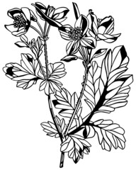 black and white negative space anemone flower stem with leaves in vintage woodcut printing style. si
