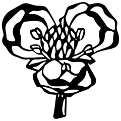 Wall Mural - Black and white  flower head in vintage woodcut printing style. Single layer SVG vector graphic suitable for use as digital cut file mask stencil