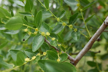 ziziphus jujuba tree in bloom
