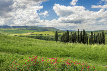 Wall Mural - View of the scenic Tuscan countryside