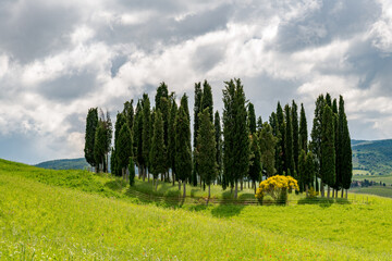 Wall Mural - Stand of fir trees in the scenic Tuscan countryside