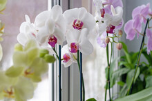 Phalaenopsis Orchids On The Window Sill, Houseplants Growing And Care