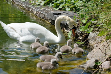 FU 2020-05-07 RautKan 133 Im Wasser schwimmt ein Schwan mit Küken