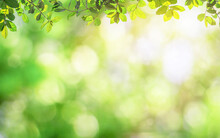 Fresh And Green Leaves Green Bokeh On Nature Abstract Blur Background Green Bokeh From Tree. Mock Up For Display.  Montage Of Product,Banner Or Header For Advertise On Social Media,Spring And Summer.