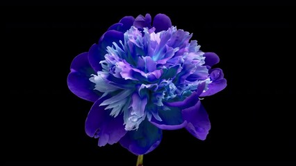 Wall Mural - Timelapse of spectacular beautiful blue peony flower blooming on black background. Mothers Day concept. Holiday, love, birthday design backdrop