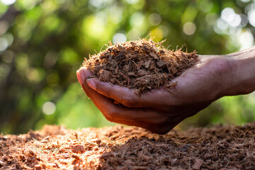 Fine coconut husks for fertilizing to plant trees in the hands of men and the morning sun shining through.