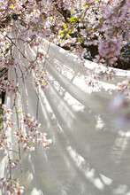 White Sheet Hanging Drying In Pink Cherry Blossom Tree