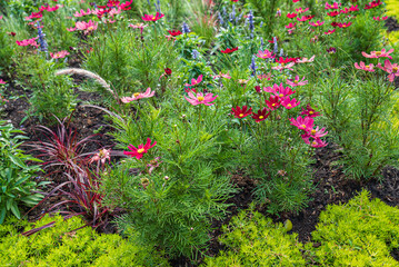 cosmos flowers in the garden