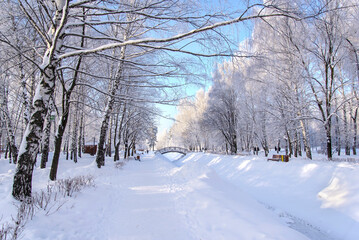 Poster - Winter sunny day with snow-covered trees