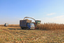 Farmers Harvest Corn Straw On A Farm In North China