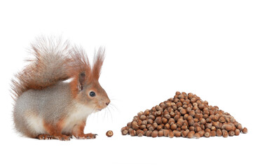 Poster - squirrel sits with bunch of hazelnuts isolated on white