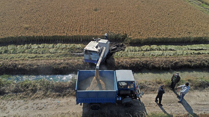 Wall Mural - Harvesters are dumping rice in the fields, North China,