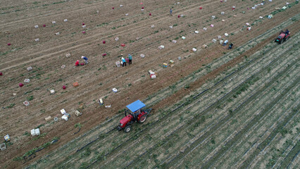 Wall Mural - Farmers harvest sweet potatoes in the fields in North China