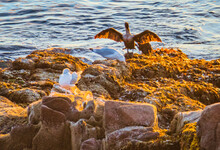 Birds Sunning Themselves When The Sun Rises On The Coast Of Acadia National Park, Maine, USA
