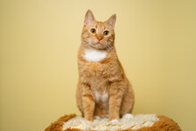 Cute Ginger Tabby Cat On Yellow Background. Red Fluffy Friend. Domestic Cute Pet. Animal And Pet Concept. An Adult Red Cat Sits Posing On A Stool In The Studio Against The Background Of A Yellow Wall