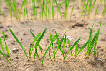 Newly sprouted wheat seedlings, North China