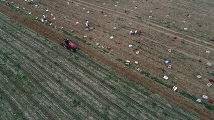 Wall Mural - Farmers harvest sweet potatoes in the fields in North China