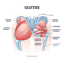 Glutes As Gluteal Body Muscles For Human Buttocks Strength Outline Concept. Labeled Educational Anatomical Scheme With Physical Skeletal And Gluteus Medius, Maximus And Minimus Vector Illustration.
