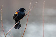 Close-up Of A Red Winged Blackbird Perching On A Branch