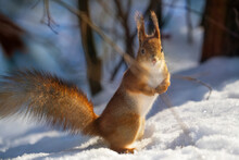 Beautiful   Fluffy Squirrel  (Sciurus Vulgaris, Eurasian Red Squirrel)  In The Snow.   Space For Text.