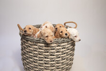 Goldendoodle Puppy Litter In A Basket
