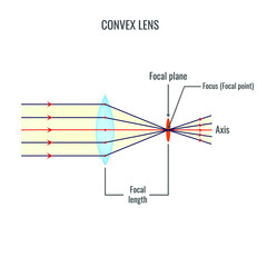 Convex lens vector illustration diagrams