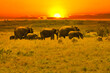 Elefanten und Sonnenuntergang im Nationalpark Tsavo Ost und Tsavo West in Kenia