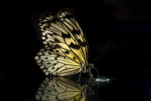 ILarge Tropical Butterfly Idea Leuconoe On A Black Background Of Glass With Reflection . Butterfly Drinks Nectar