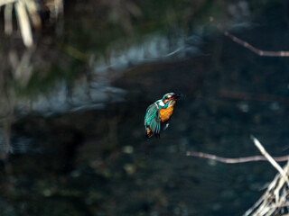 Canvas Print - A closeup of a Common Kingfisher (Alcedo atthis bengalensis) in Yokohama, Japan