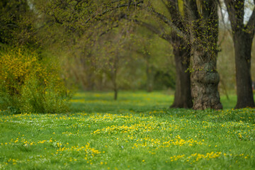 Wall Mural - Forest glade full of yellow spring flowers