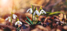 White Snowdrops In The Woods In Sunny Weather
