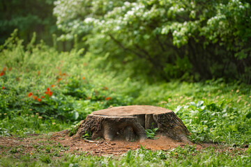 Wall Mural - Stump in the middle of a summer meadow