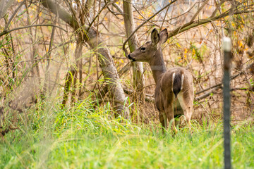 Poster - California Mule Deer (Odocoileus hemionus californicus) standing in the grass. Deer in its natural habitat.