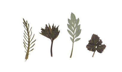 scan of a set of various pressed tree leaves. fine vintage deciduous herbarium. pressed and dried he