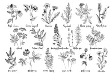 Hand Drawn Monochrome Set Of Healing Herbs