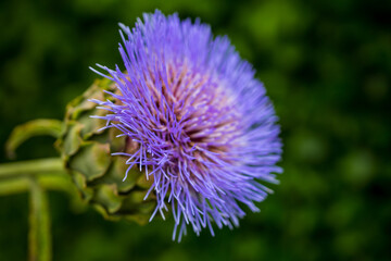 Sticker - A closeup shot of the beautiful purple cardoon flower